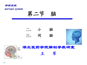 《系統(tǒng)解剖學(xué)》教學(xué)資料2012級(jí)a平臺(tái)小腦間腦