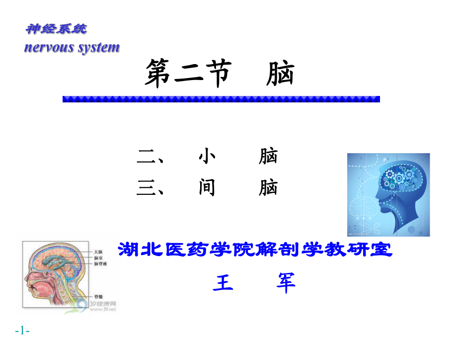 《系統(tǒng)解剖學(xué)》教學(xué)資料2012級a平臺小腦間腦_第1頁