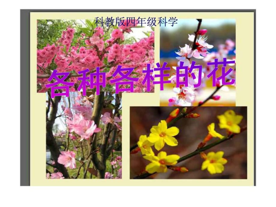 四年級下冊《各種各樣的花》PPT_第1頁