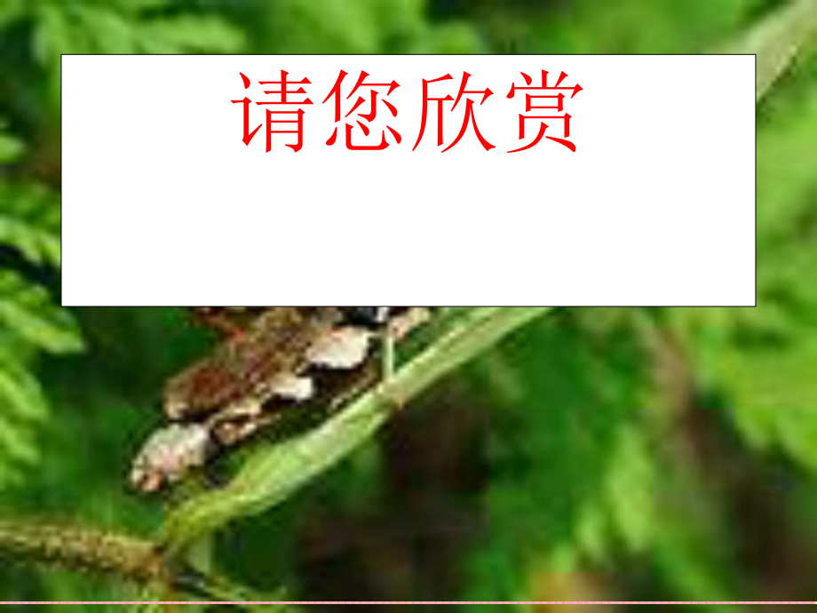 教科版小學科學四年級下冊《動物的卵》課件之二_第1頁