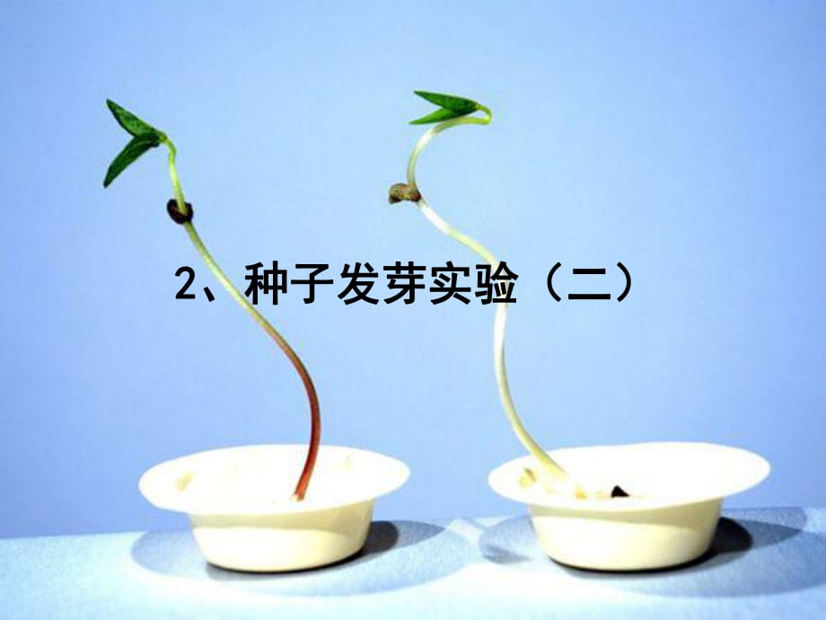 教科版小學(xué)科學(xué)《種子發(fā)芽實驗》(二)_第1頁