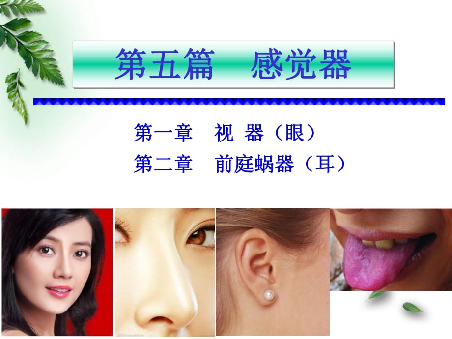 解剖学感觉器前庭蜗器临床专业.ppt_第1页