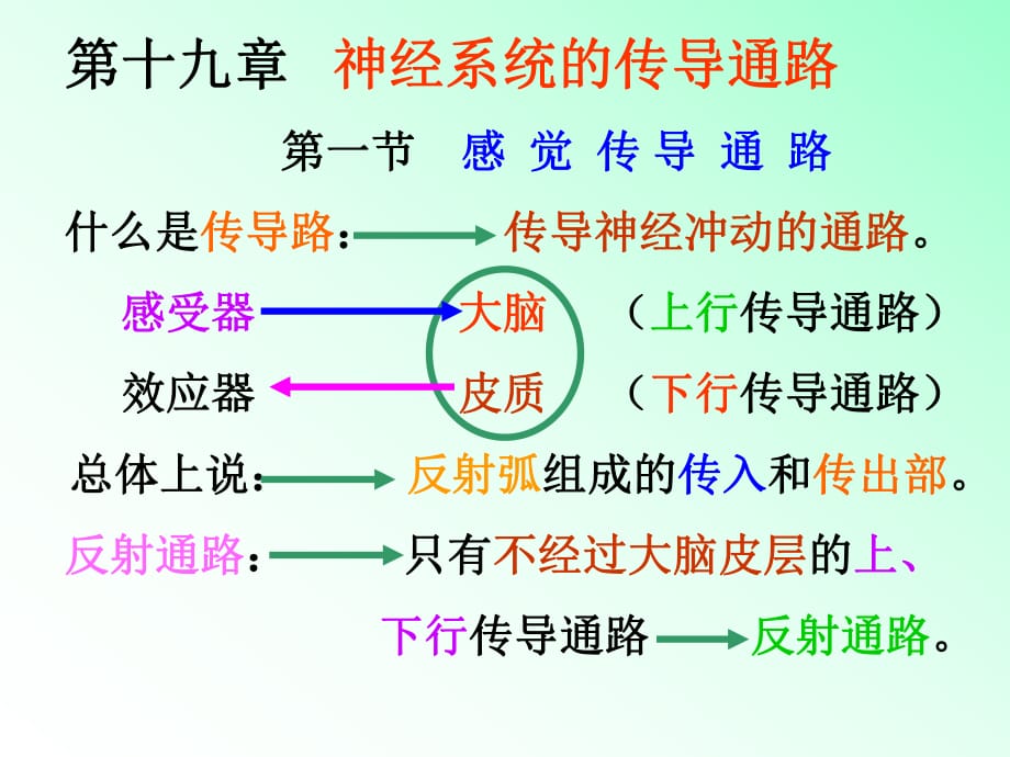 解剖学传导路.PPT_第1页