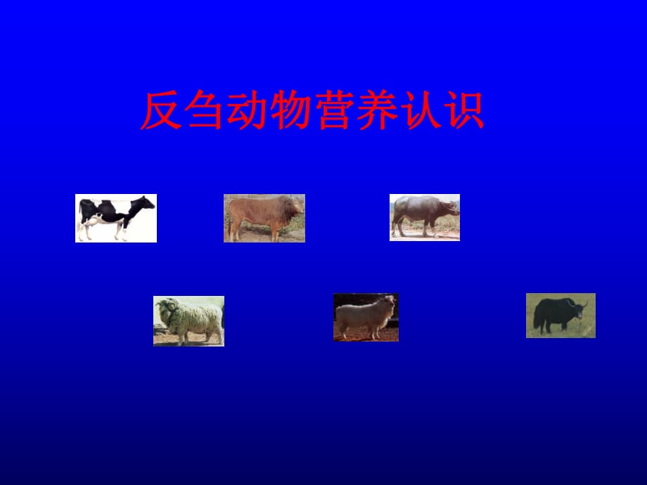 反芻動(dòng)物營(yíng)養(yǎng)認(rèn)識(shí)資料.ppt_第1頁(yè)