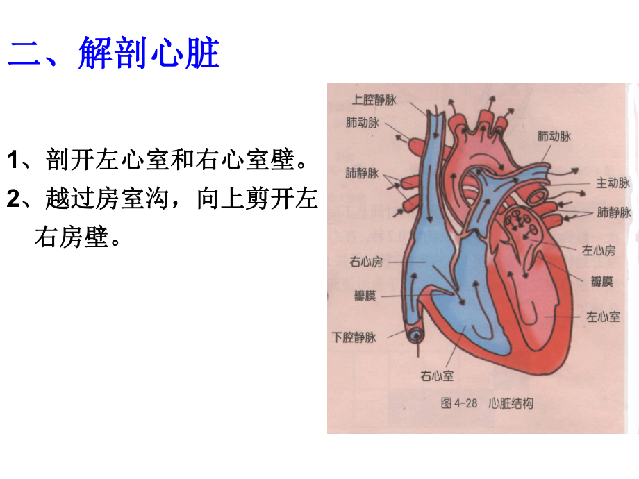 科学解剖猪心脏ppt