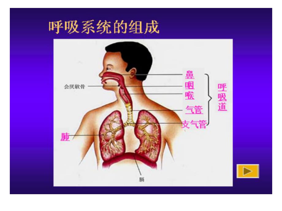 生物：432《發(fā)生在肺內(nèi)的氣體交換》5人教版七年級下 .ppt_第1頁