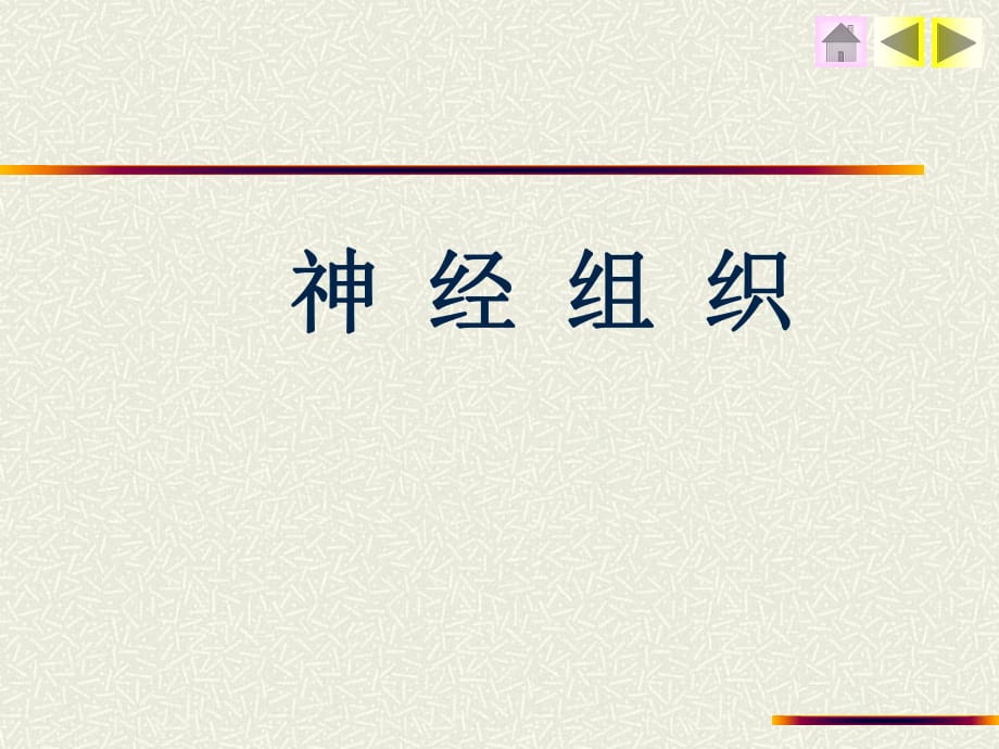 神經(jīng)組織.ppt_第1頁