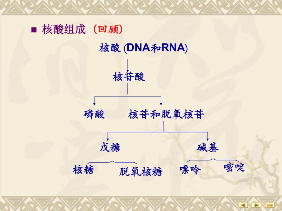 核苷酸代謝 PPT課件.ppt_第1頁