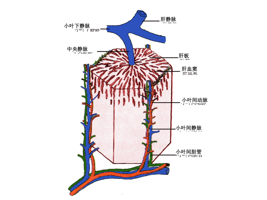 肝小叶中央静脉图片