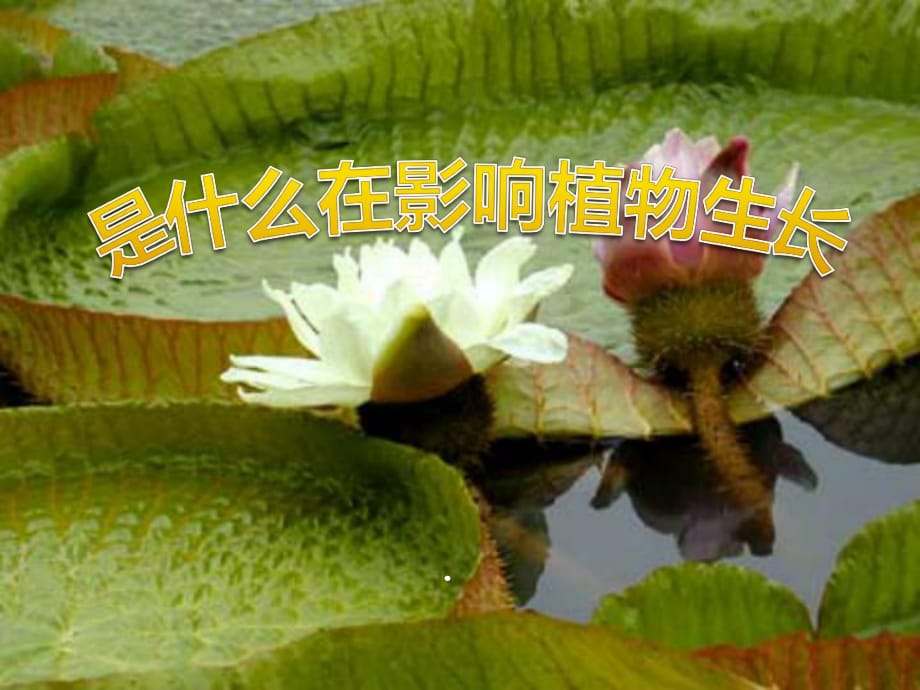 人教版科學(xué)三年級(jí)下冊(cè)《是什么在影響植物生長》.pptx_第1頁