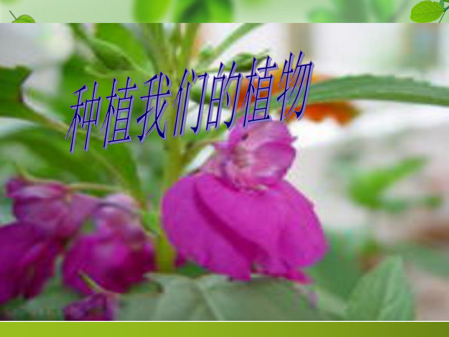 小學(xué) 科學(xué) 種植我們的植物_第1頁