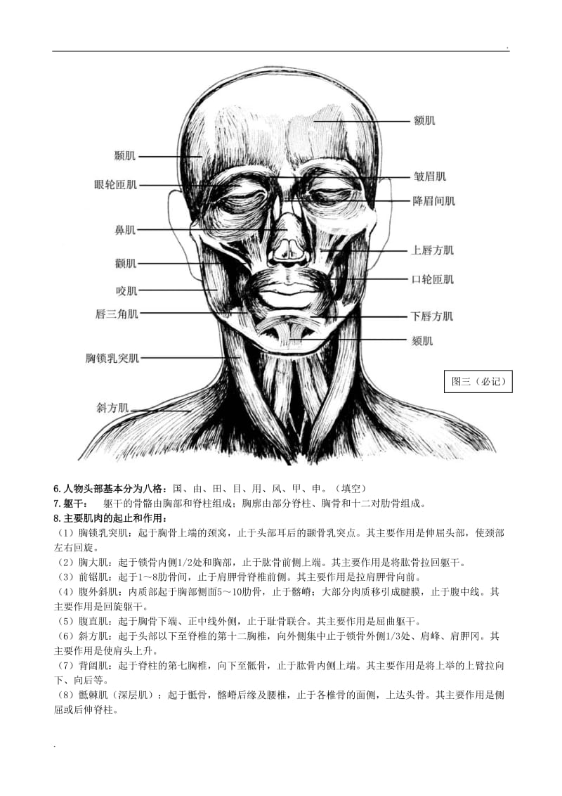 艺用解剖学重点概括_第3页