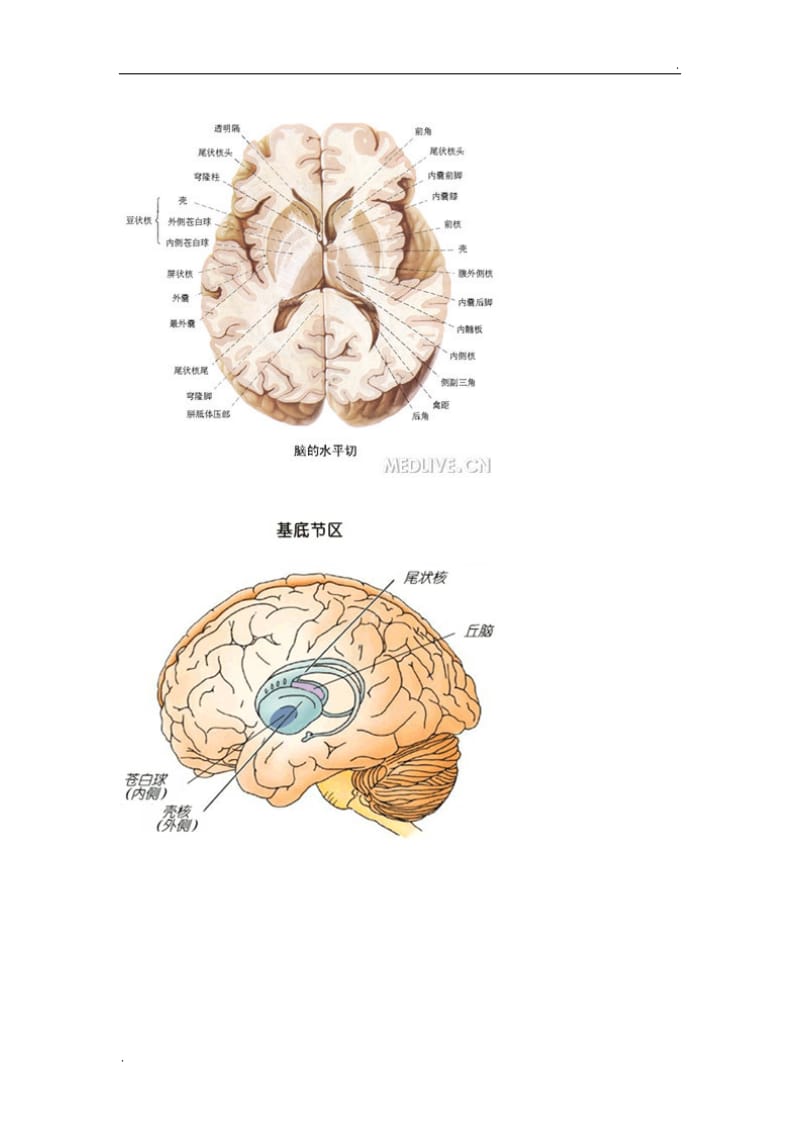 脑出血常见部位_第2页