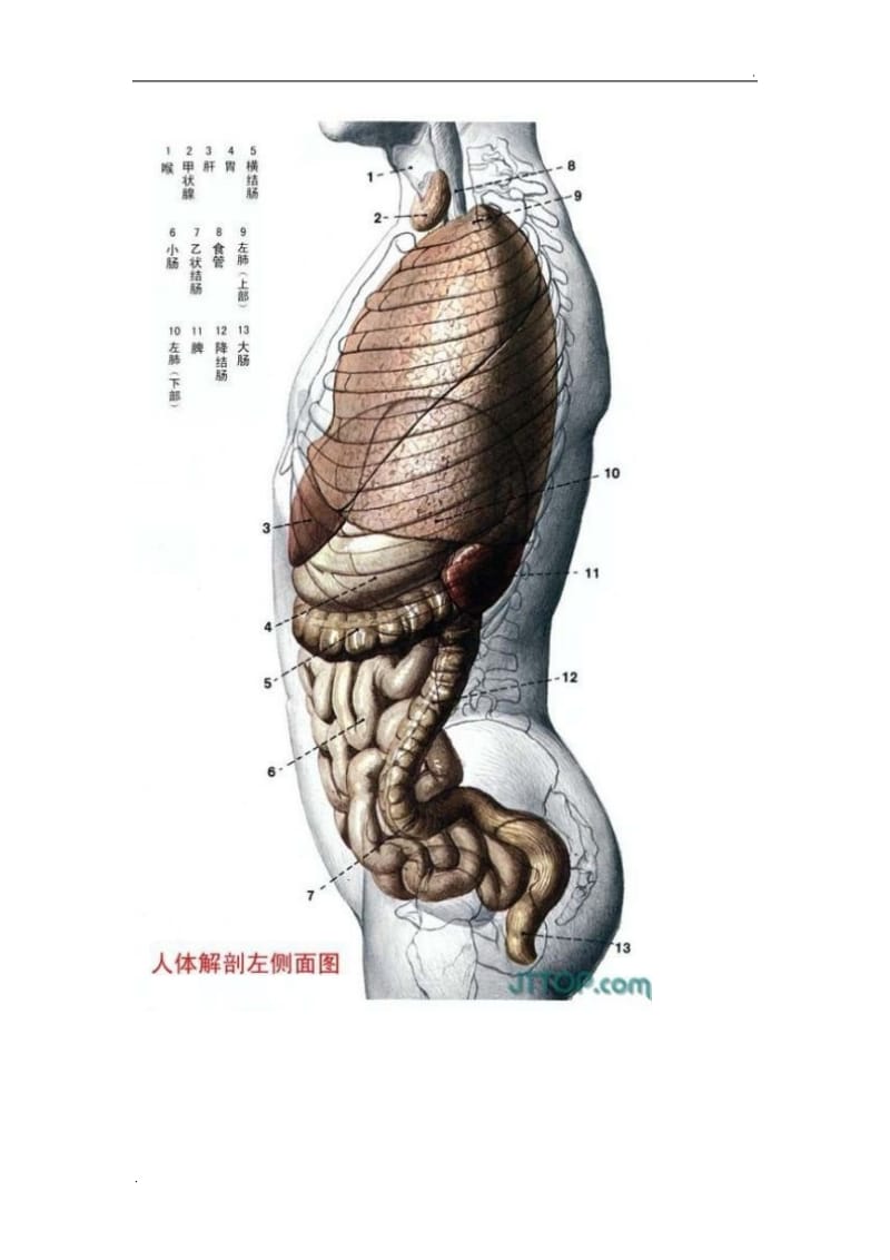 最全高清人体解剖图(彩图版)_第3页