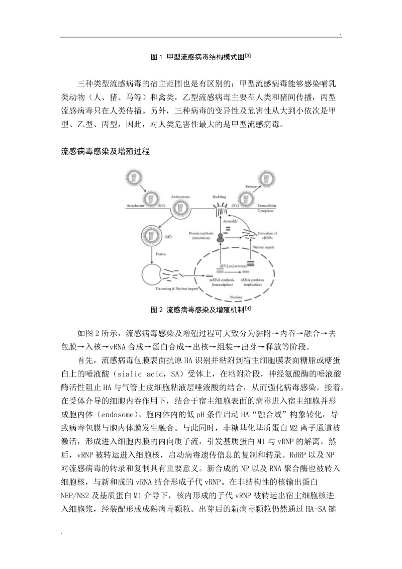 抗流感药物靶点及其抑制剂_第2页