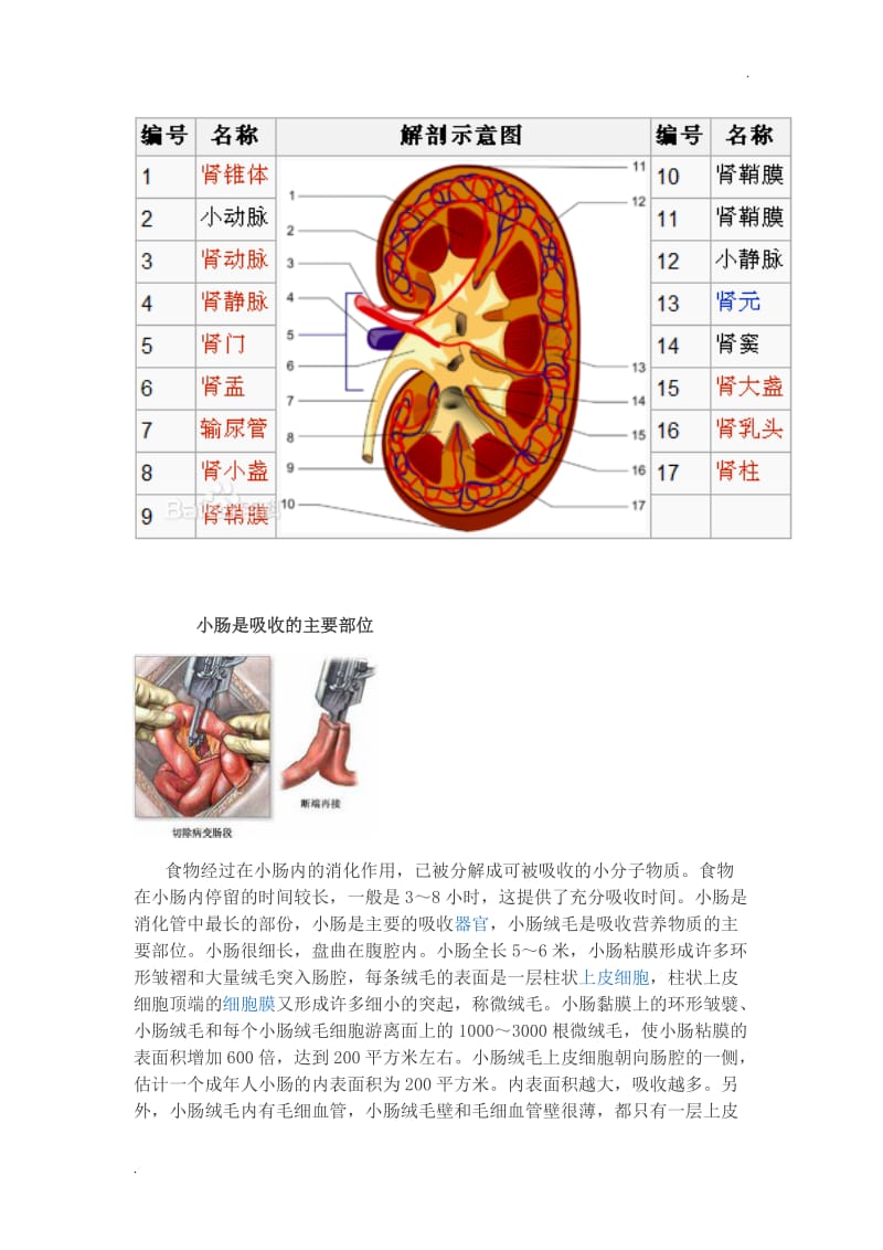 水在人体内的流程_第3页