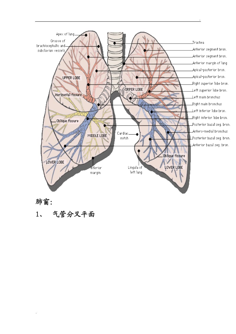 胸部CT口诀：肺的分段(图解)_第3页