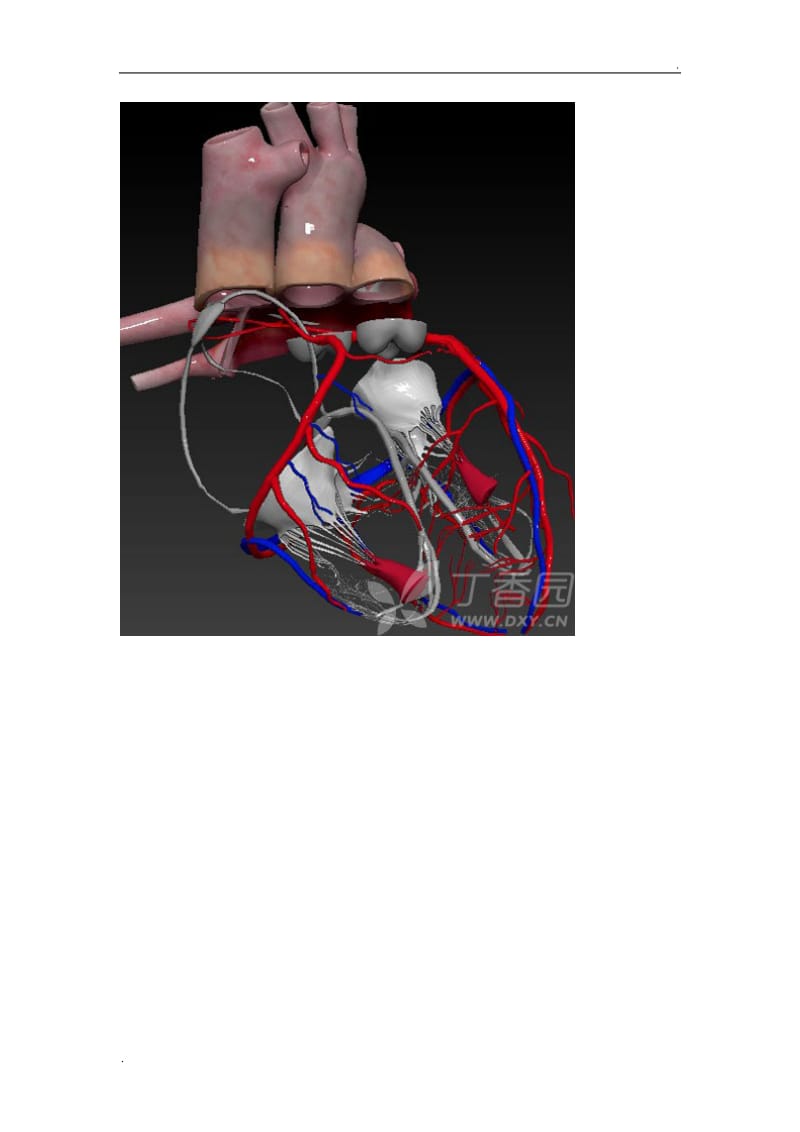 心脏血管图片_第2页