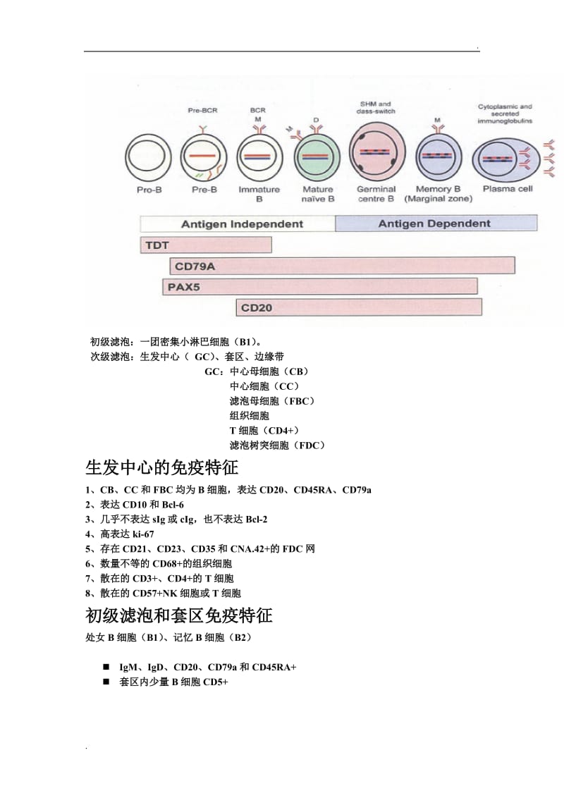 淋巴组织结构解析_第2页