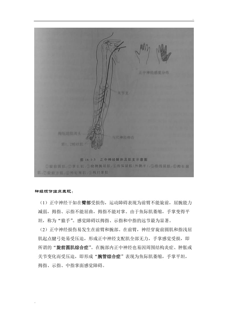 手部神经解剖_第2页