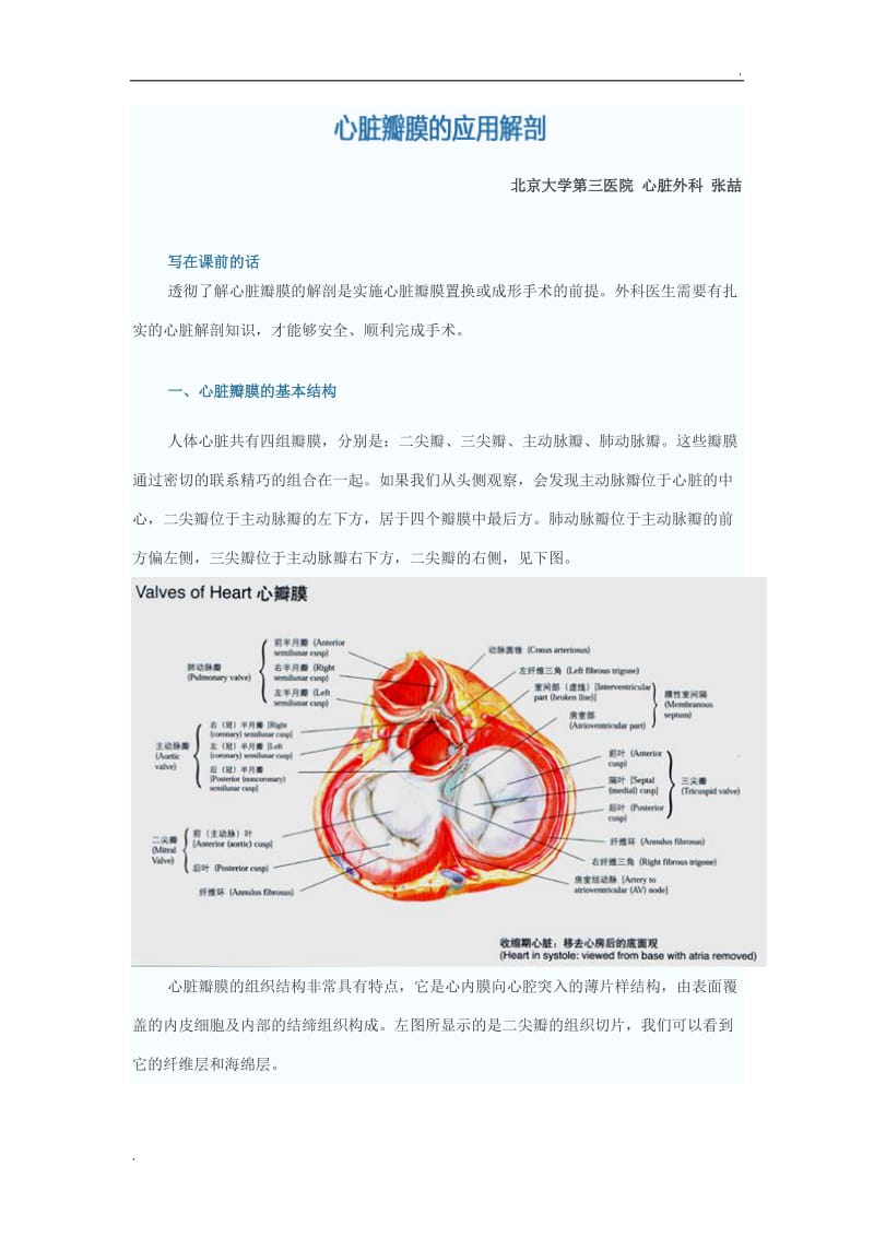 心脏瓣膜的应用解剖_第1页