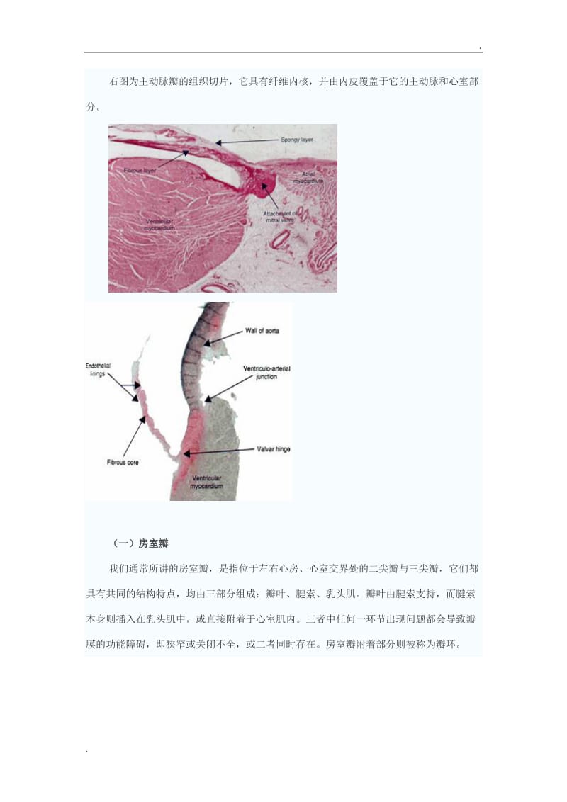 心脏瓣膜的应用解剖_第2页