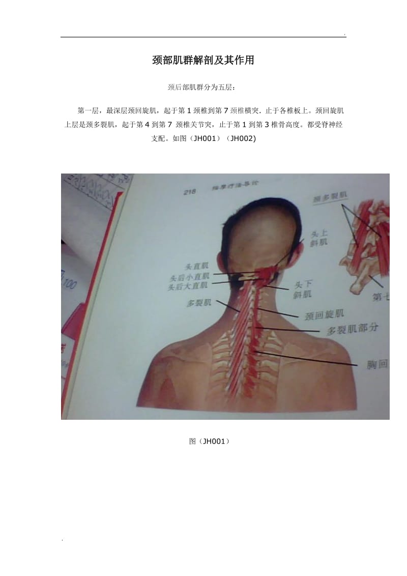 颈部肌群解剖及其作用_第1页