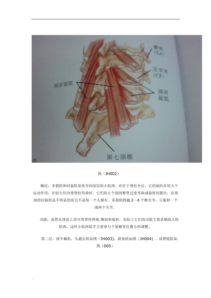 颈部肌群解剖及其作用_第2页