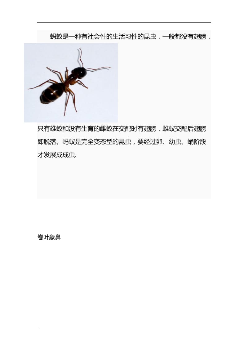 昆虫名字+图片_第2页