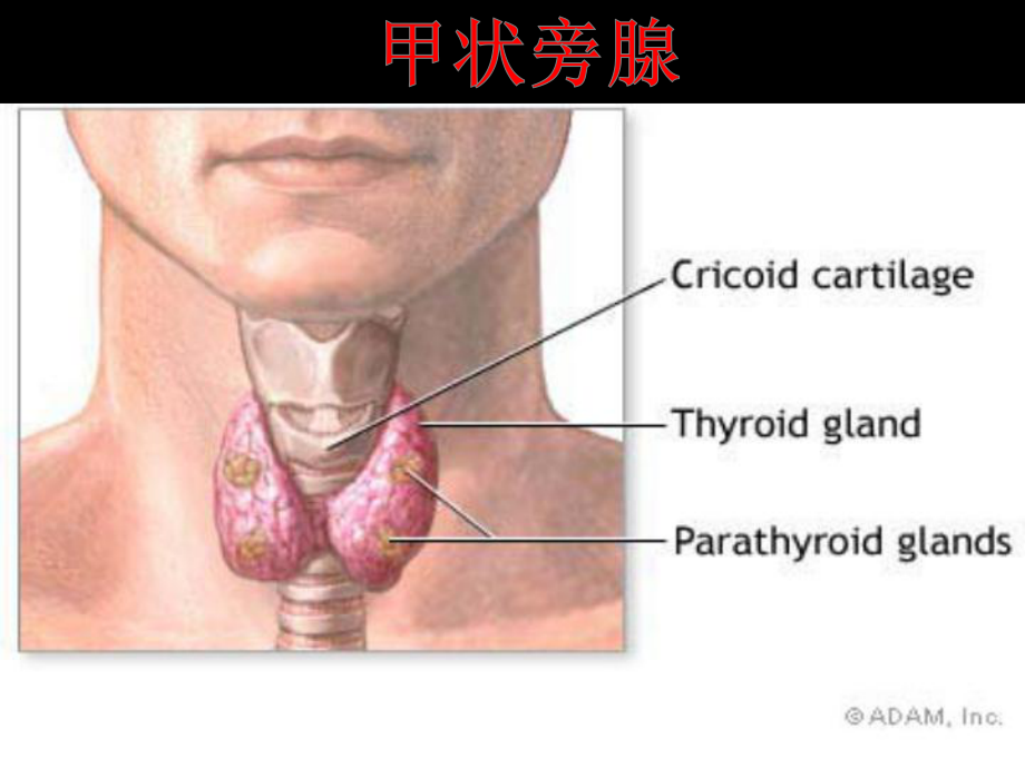 烏魯木齊中山甲狀腺醫(yī)院甲狀腺旁腺.pptx_第1頁