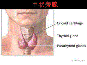 烏魯木齊中山甲狀腺醫(yī)院甲狀腺旁腺.pptx