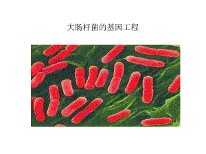 大肠杆菌基因工程.ppt