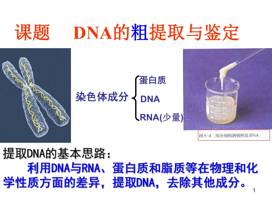 高中生物实验-DNA的粗提取和鉴定_第1页