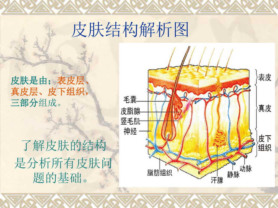 皮肤结构解析ppt_第1页