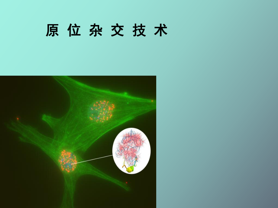 原位雜交技術(shù)_第1頁