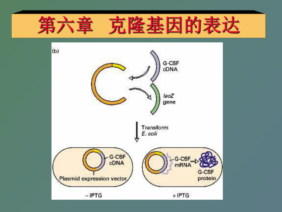 克隆基因的表达_第1页