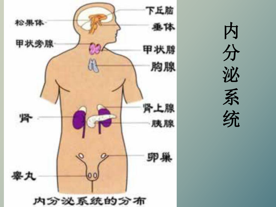 人体解剖学内分泌系统_第1页