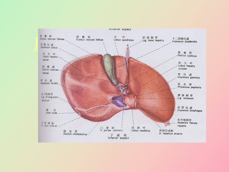 肝横断层解剖及_第1页