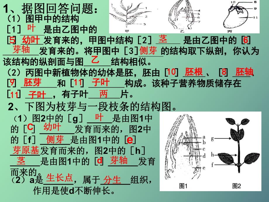 植物的營養(yǎng)繁殖_第1頁