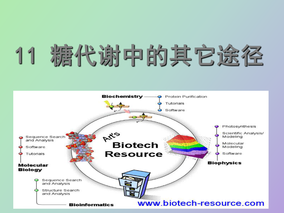 糖代谢中的其它途径_第1页