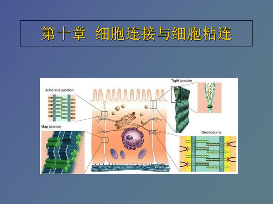 细胞连接与细胞粘连_第1页