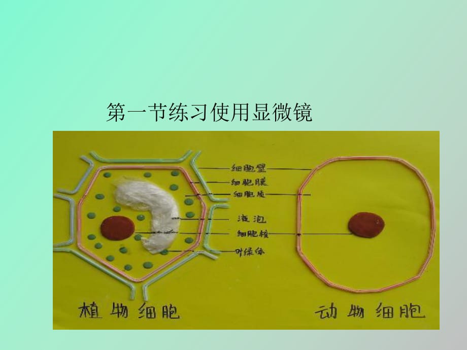 練習(xí)使用顯微鏡_第1頁