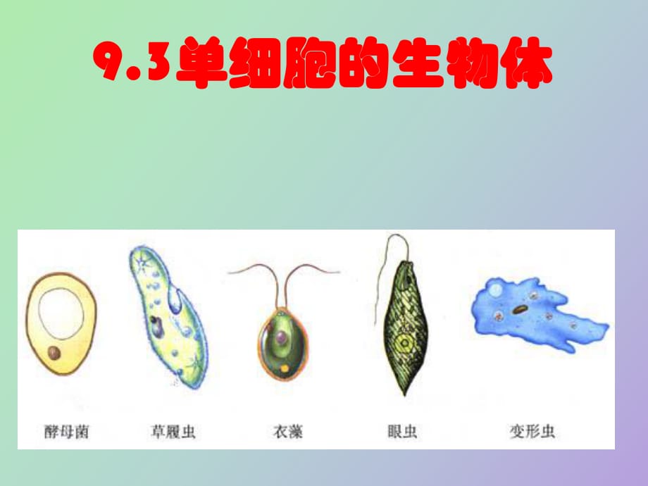 單細胞生物體_第1頁