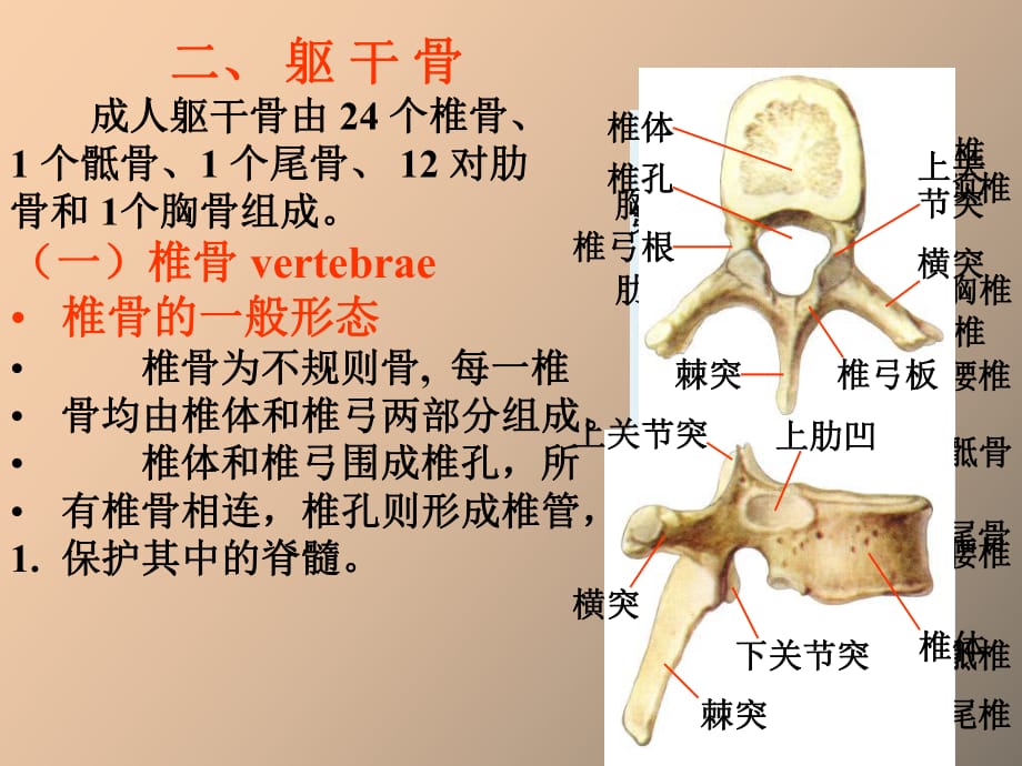 運(yùn)動(dòng)系統(tǒng)實(shí)驗(yàn)_第1頁