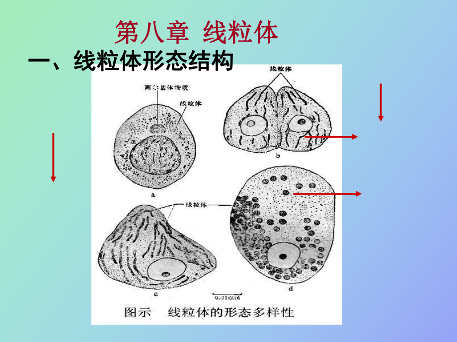 线粒体的结构_第1页