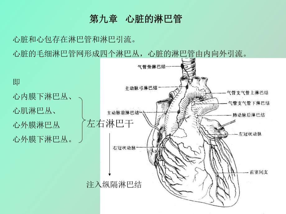 心脏淋巴心包_第1页