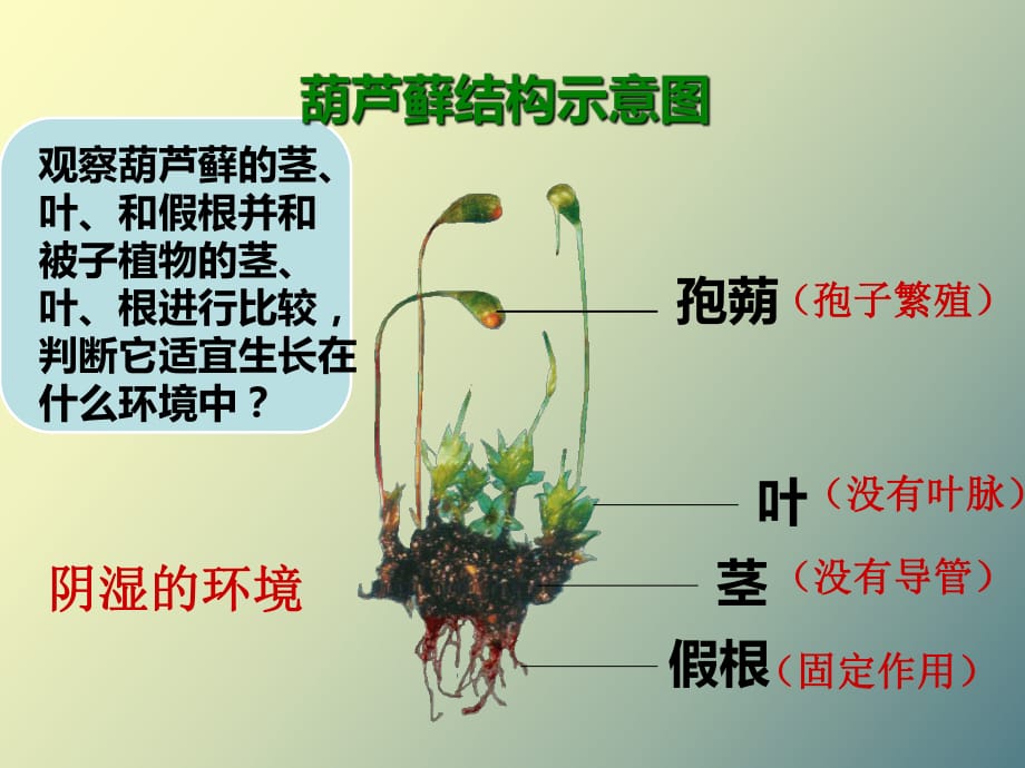 葫芦藓结构示意