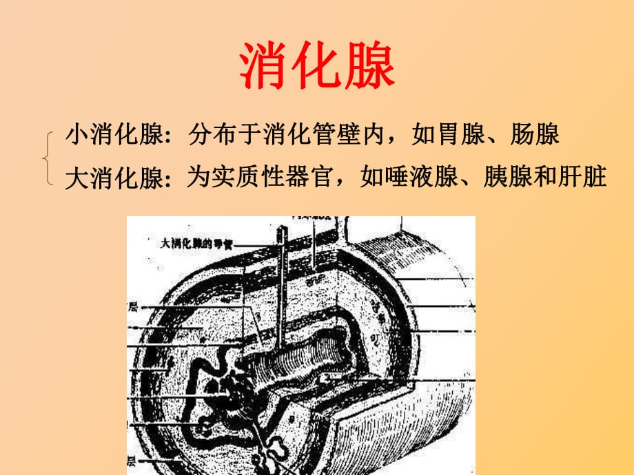 的组织学和胚胎学_第1页