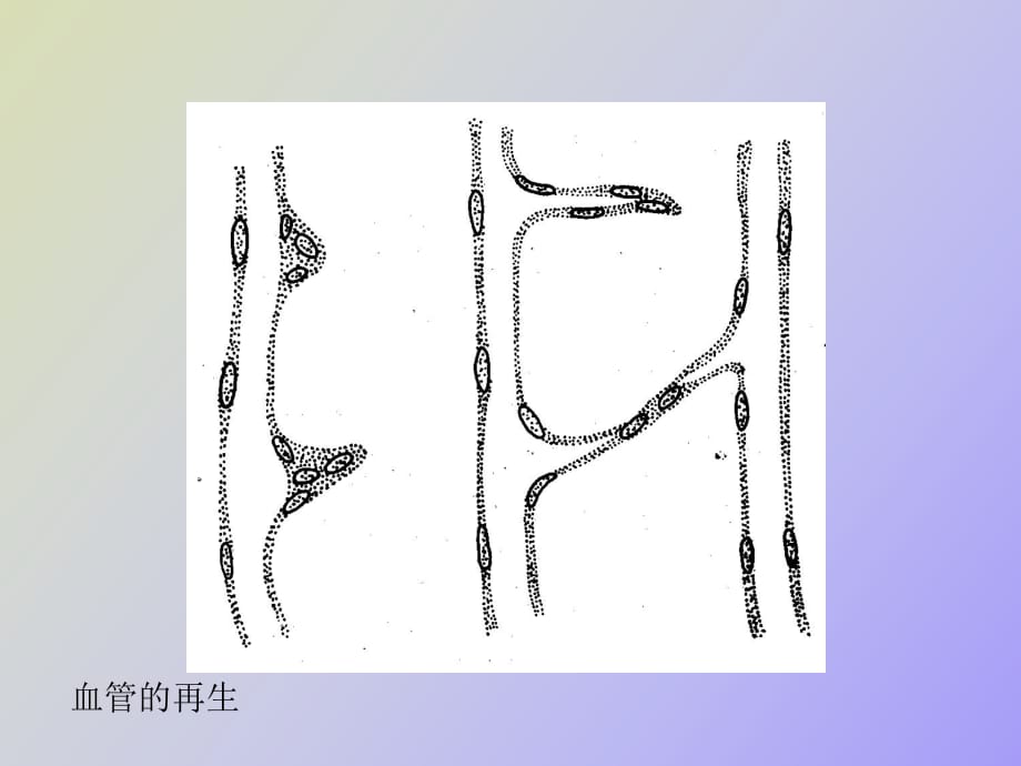 毛細(xì)血管再生_第1頁