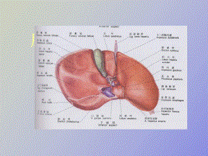 肝横断层解剖及